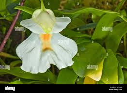 Image result for Lentibulariaceae