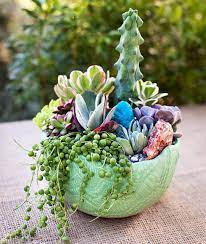Cacti is one of those families that have succulents. Succulents Vs Cacti What S The Difference Better Homes Gardens