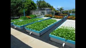 My Modified Aquaponics System In India Must Watch Youtube