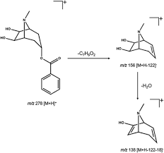 Image result for Erythroxylum zambesiacum
