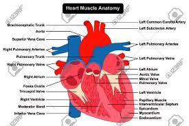 Human Heart Muscle Structure Anatomy Infographic Chart Diagram