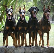 The coat is short and silky. R E D Kennel Home Of Pedigree Doberman And German Shepherd Puppies Home Facebook