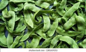 Image result for Phaseolus lunatus