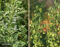 Image result for Artemisia afra