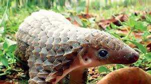 「pangolin」の画像検索結果