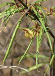 Image result for Sphenostylis marginata