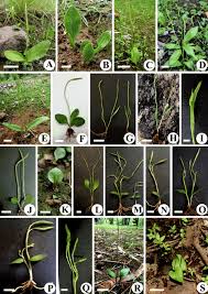 Image result for Ophioglossum reticulatum