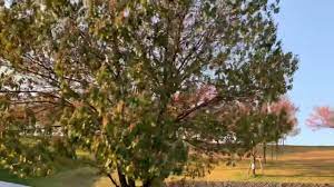 ファイナル桜 葉桜が ほとんどですね 今年は良く持ちました 晴天の日本最古の人工池狭山池の桜 sakura さくら サクラ 葉桜 晴天 さくら