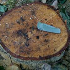 Alpha omega pest services is in the disinfecting and pest control services industry in dunedin, fl. Pest Control In Biddeford Yelp
