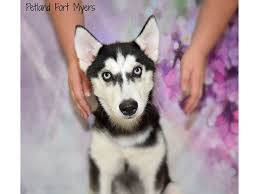 Help over 180,000 pets, that are available through rescues and shelters, find a home. Siberian Husky Puppies Petland Fort Myers Florida
