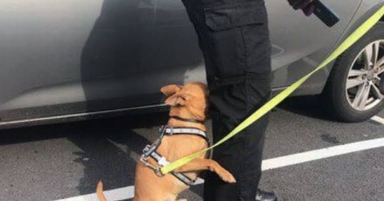 Police smash car window to rescue dog locked inside for two hours during  heatwave - Grimsby Live
