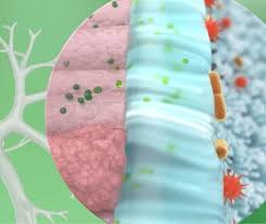 Durch die aromen, farbstoffen, stabilisatoren, laborgeprüft: Gelomyrtol Forte Wirkung Gelomyrtol Forte
