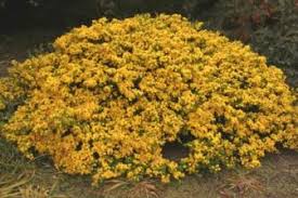 Image result for Acacia lasiopetala
