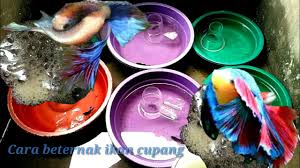 Siapapun bisa membudidayakan ikan jenis ini. Cara Budidaya Ikan Cupang Youtube