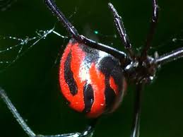 Die spinne in der bananenkiste des harzer supermarktes. Giftigste Spinne Falsche Schwarze Witwe Orf Karnten Fernsehen