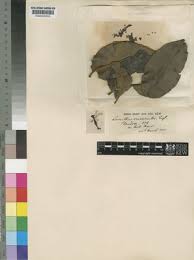 Image result for Phragmanthera edouardii