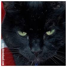 Sadly i don't have a black cat, only a very weird black table. Bionic Basil Home Of Basil And The B Team Black Cat Appreciation Day With Parsley Aka Special Sauce The Sunday Selfies Blog Hop