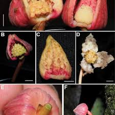 Image result for Dactyladenia gilletii