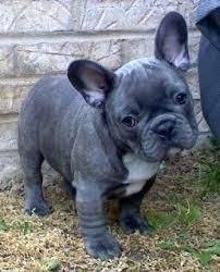 Check spelling or type a new query. French Bulldog Puppies For Sale Grand Rapids Mi 91937