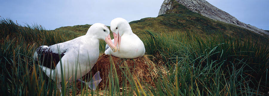 Wandering albatross diet