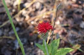 Image result for Pleiotaxis