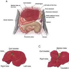 Learn how to draw liver easily. 1 Anatomy Of The Mouse Liver A Position Of The Liver In The Cranial Download Scientific Diagram