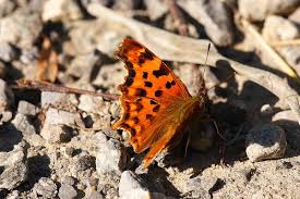Image result for Polygonia c-album