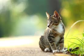 The unnamed woman from london is believed to have contracted cowpox after touching the cat and then her right eye, according to details published in the new england journal of medicine (nejm). Woman Gets Rare Cowpox Infection From Her Pet Cat Live Science