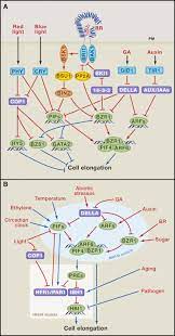Auxin concentrations may change in response to directional stimuli (i.e. Information Integration And Communication In Plant Growth Regulation Cell