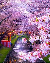 Wonderful Places On Instagram Cherry Blossoms In Saitama Japan Tag Your Friends Pictures By Capkaieda Wonderful Places For A Feature