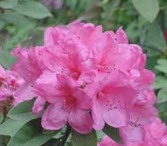 R Anna Rose Whitney Rhododendron Plant Growing Shrubs Rhododendron