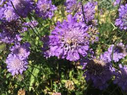 You can buy the bulbs or cut flowers as well. The Pincushion Flower Love At First Sight The Sun Gazette Newspaper