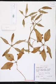 Image result for Caucanthus