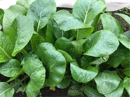 16ページ目の 野菜作り 植木屋の三代目をやってます村野園のブログです 楽天ブログ