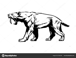 Tigre dientes de sable (poblador de smilodon) mostrado como un modelo de tamaño natural. Antiguo Tigre Dientes De Sable Vector Grafico Vectorial Imagenes De Antiguo Tigre Dientes De Sable Vectoriales De Stock Depositphotos