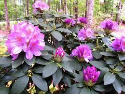 Our Rhododendron Secret Rhododendron Shade Plants Landscape Decor Diy
