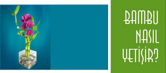 *doğrudan güneş ışığı istemeyen bu bitki dolaylı ışıklardan da yararlanabilir. Bambu Bitkisi Hakkinda Kisa Bilgiler