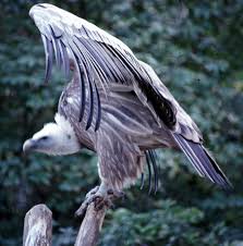 Once gone, scavengers will starve, too. The Open Door Web Site The Ecosystem An Inter Acting Community The Missing Link