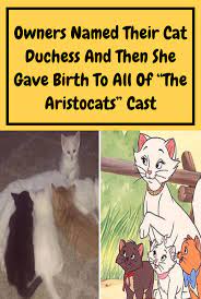 Owners Named Their Cat Duchess And Then She Gave Birth To All Of The Aristocats Cast Aristocats Cast Cats Aristocats Names