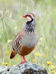 Image result for Alectoris rufa