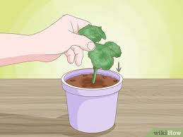 Image result for cuttings of geraniums