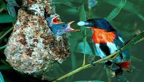 Image result for Englerina concinna