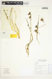 Image result for Dipcadi viride