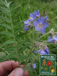 Image result for Polemoniaceae