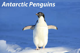 Antarctic peninsula — even by antarctic standards, elephant island is hard to reach, which is why few people have ever set foot there. Antarctic Penguins Facts Pictures Penguins In Antarctica