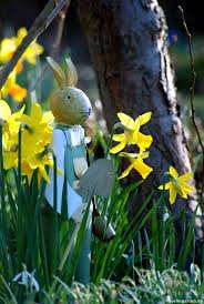 Narzissen Fruhling Im Garten Lauten Die Osterglocken Berlingarten Narzissen Fruhling Fruhlingsgarten
