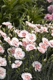 Maybe you would like to learn more about one of these? American Pie Georgia Peach Dianthus