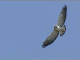 The bird's wing is a paired forelimb in birds.the wings give the birds the ability to fly, creating lift. White Tailed Hawk Identification All About Birds Cornell Lab Of Ornithology