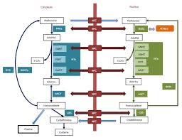 Pdrg1 At The Interface Between Intermediary Metabolism And