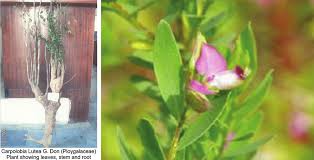 Image result for Carpolobia